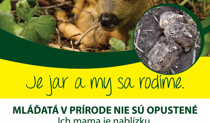 Fotka - Poľovnícke združenie Topľa Bystré - Mláďatá v prírode nie sú opustené