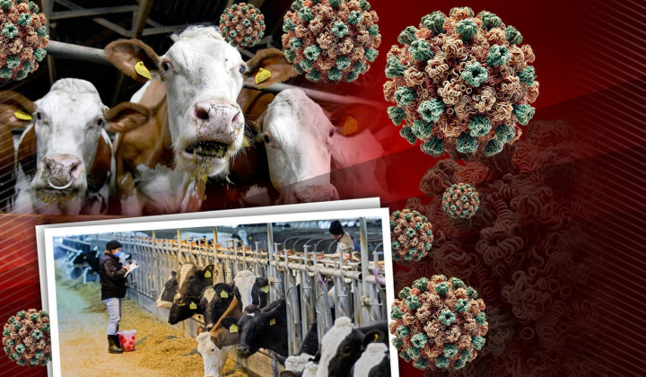 Fotka - Odvolanie mimoriadnej situácie - vysoko nákazlivého vírusu slintačky a krívačky - vyrozumenie